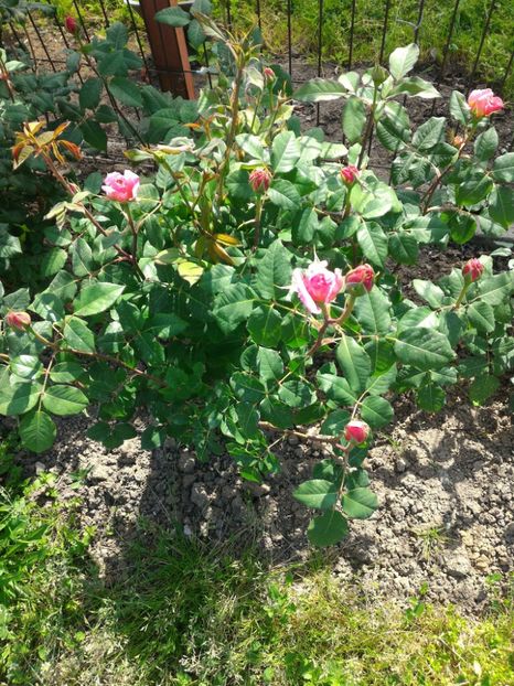 P_20170515_153525_1_p - 2017 Trandafiri