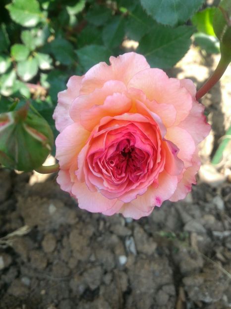 P_20170515_110716_1_p - 2017 Trandafiri