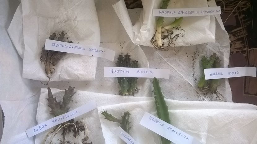 vigaruviany  multumesc - Achiziti sunphoto