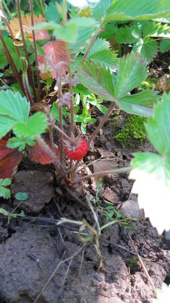  - De prin gradina 2017