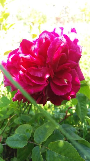 1495004277788-1470066150 - Young Lycidas