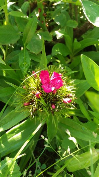 1495004586876-1364076521 - De prin gradina 2017