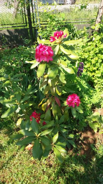  - De prin gradina 2017