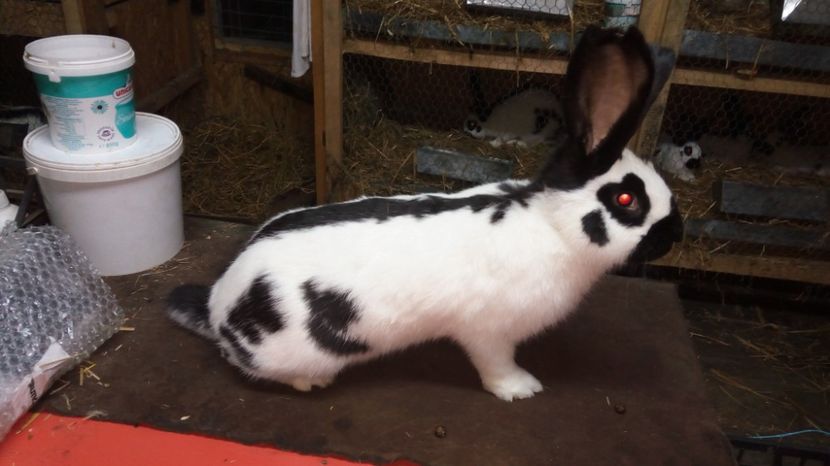  - Mascul 1-2 - Ro63-12644