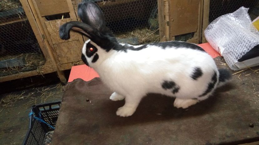  - Mascul 1-2 - Ro63-12644