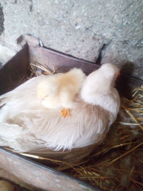 Din 7 oua viabile - Rata 2