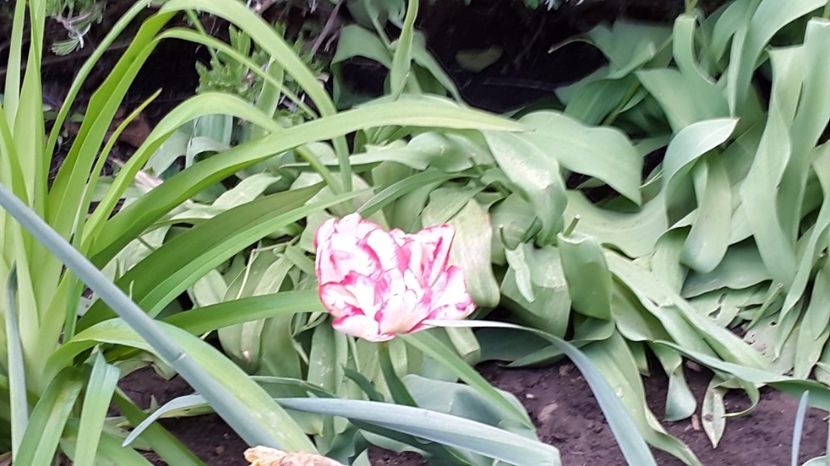 lalele Cartouche 2017-04-24 - LALELE