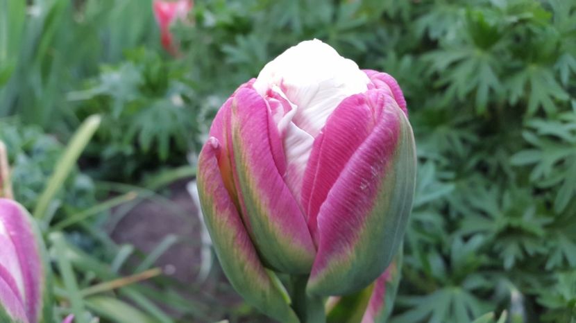 lalele Ice Cream 2017-05-02 (2) - LALELE