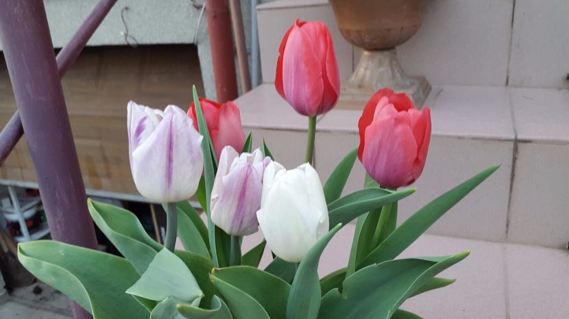 lalele la ghiveci 2017-04-11 (3) - LALELE