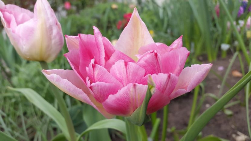 lalele Peach Blossom 2017-04-14 - LALELE