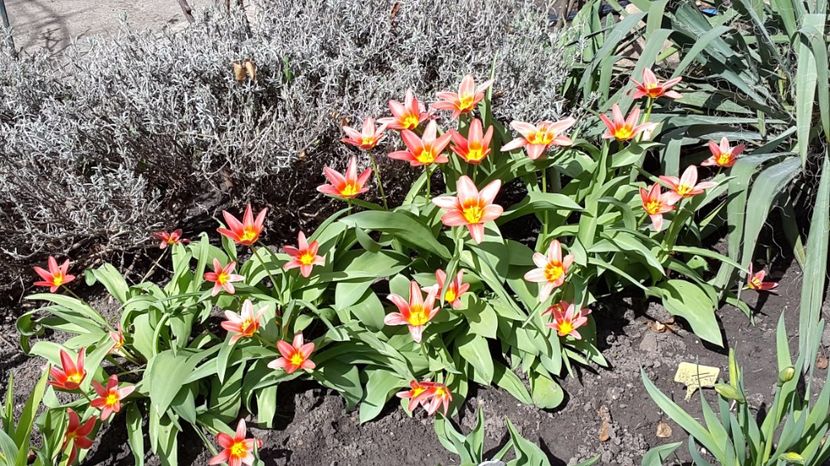 lalele pitice 2017-03-28 - LALELE