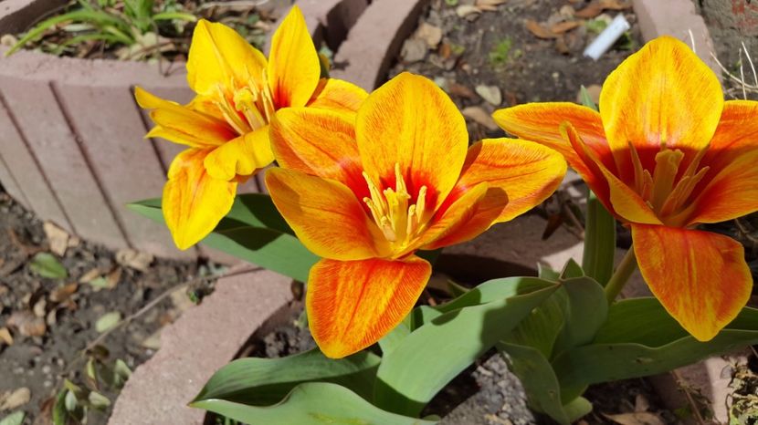 lalele pitice orange 2017-03-28 (2) - LALELE