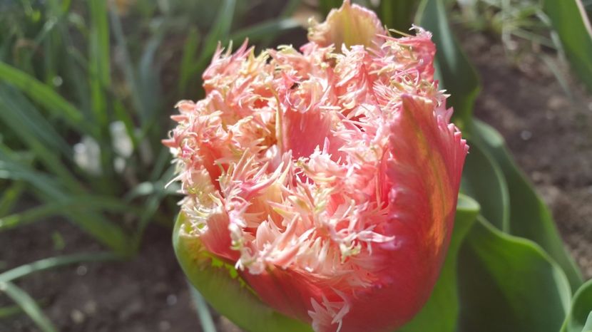 lalele Quinsland 2017-04-18 (2) - LALELE