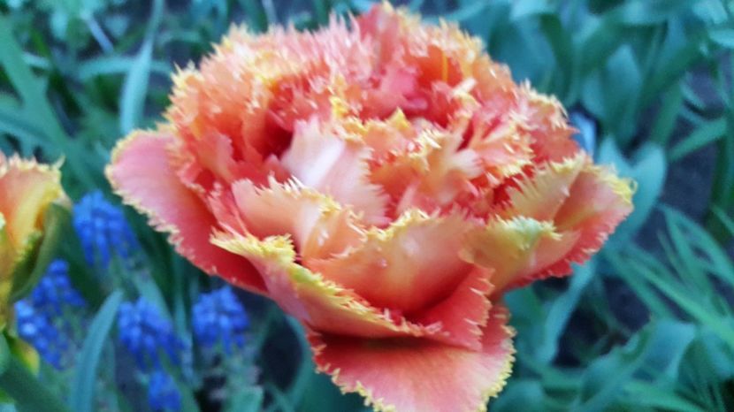 lalele Sensual Touch 2017-04-27 (2) - LALELE