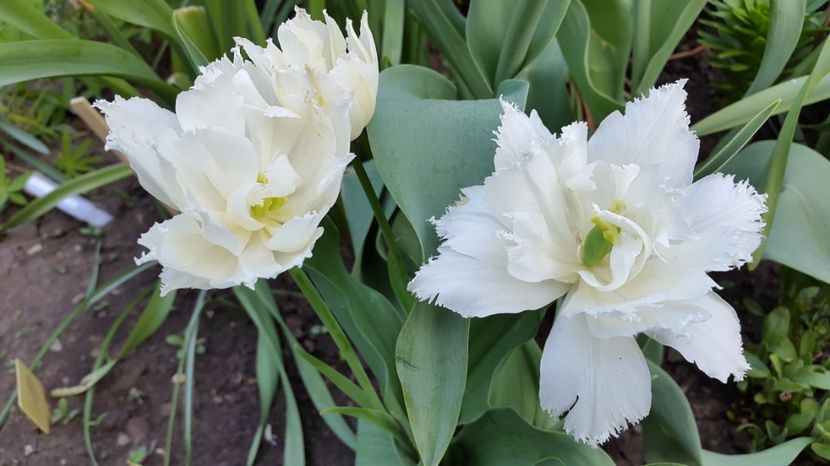 lalele Snow Crystal 2017-05-04 - LALELE