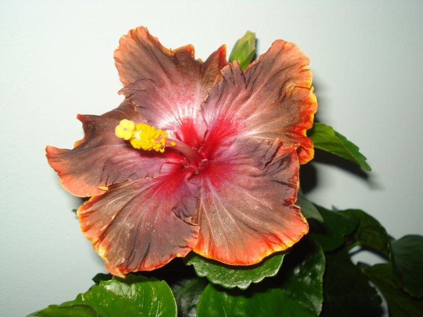  - Hibiscus Moorea Juan Lucas