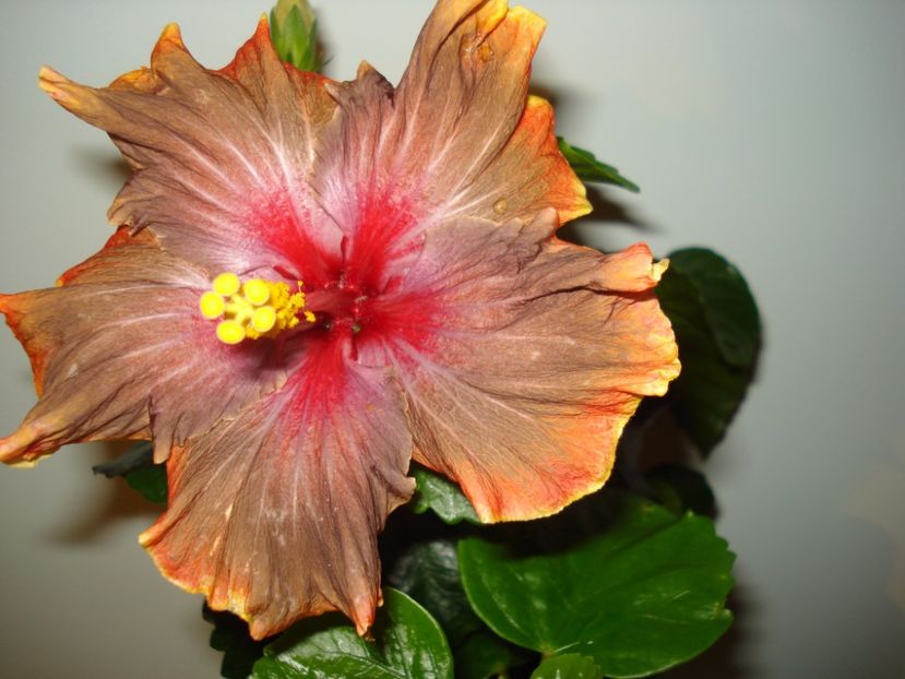  - Hibiscus Moorea Juan Lucas