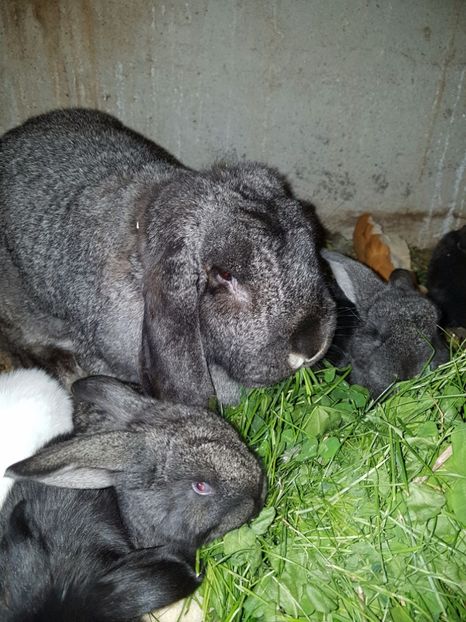  - Cuib din 21 04 2017