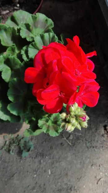 IMG-20170416-WA0037 - muscate