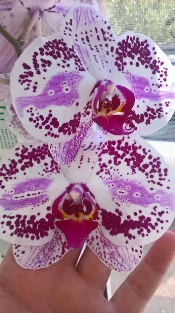  - Phalaenopsis