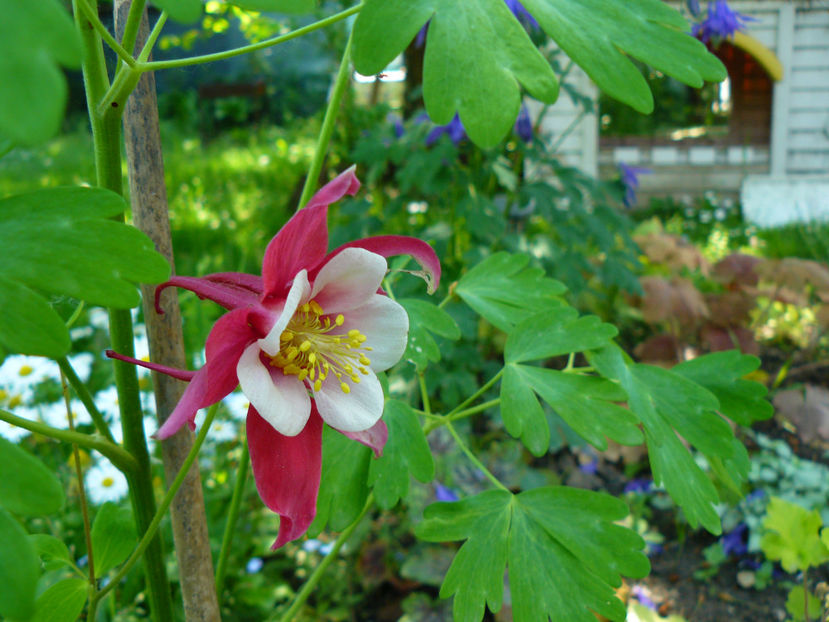 Aquilegia McKana Red and White - 2017 Mai_Idilic Garden