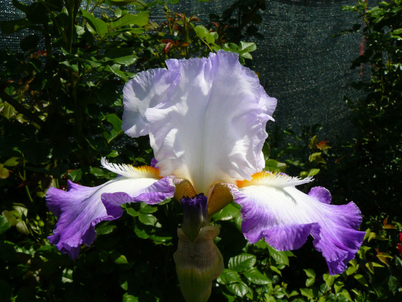 Conjuration - 2017 Mai_Idilic Garden