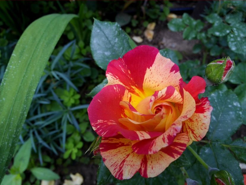 Hanki panki - Poze 2017