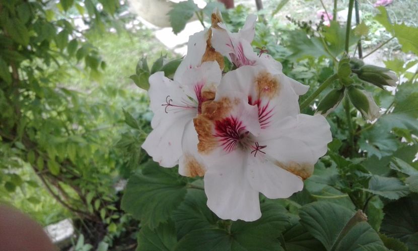 1495019580528-510079904 - 2017