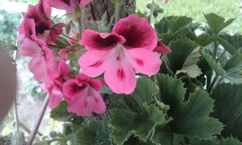 1495019703378-261632046 - 2017