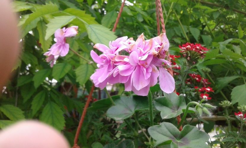 1495019732471-1847932910 - 2017