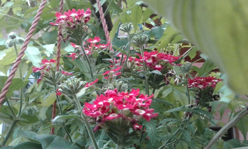 1495019747153-1301668075 - 2017