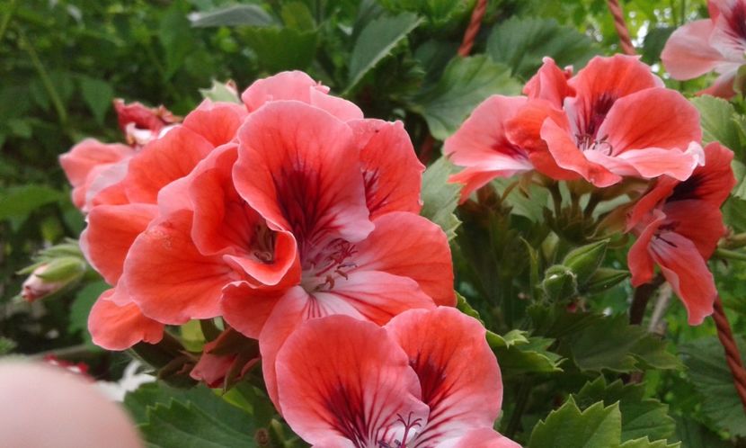 1495019777234-1142340434 - 2017