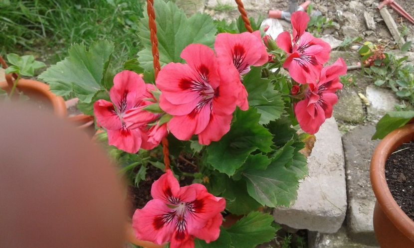 1495019858885-301972922 - 2017