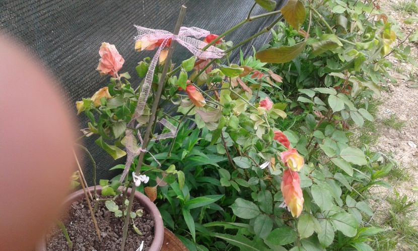 1495019884391-1566739768 - 2017