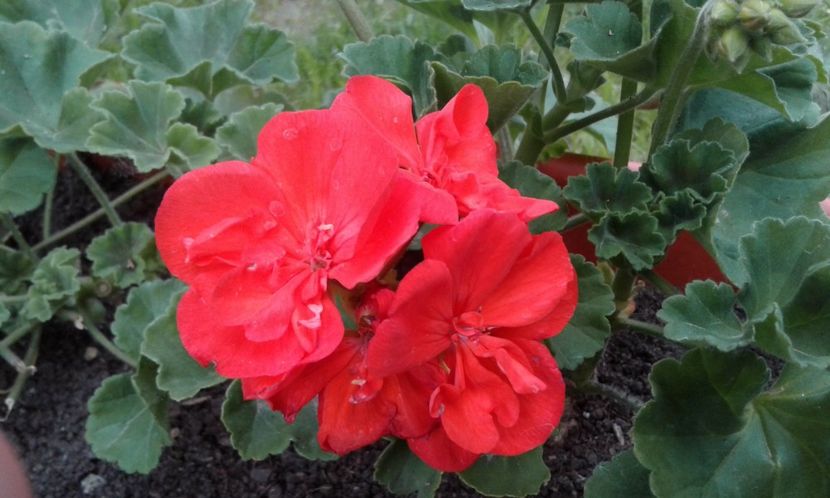 1495019927370-1777270487 - 2017