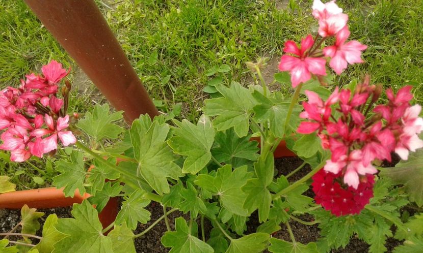 1495019971085-49998712 - 2017