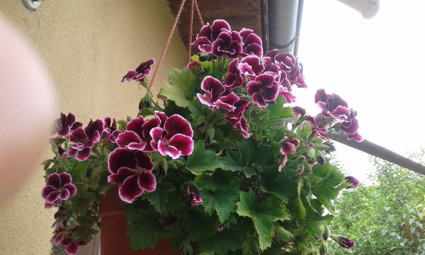 1495020093311-1782449457 - 2017