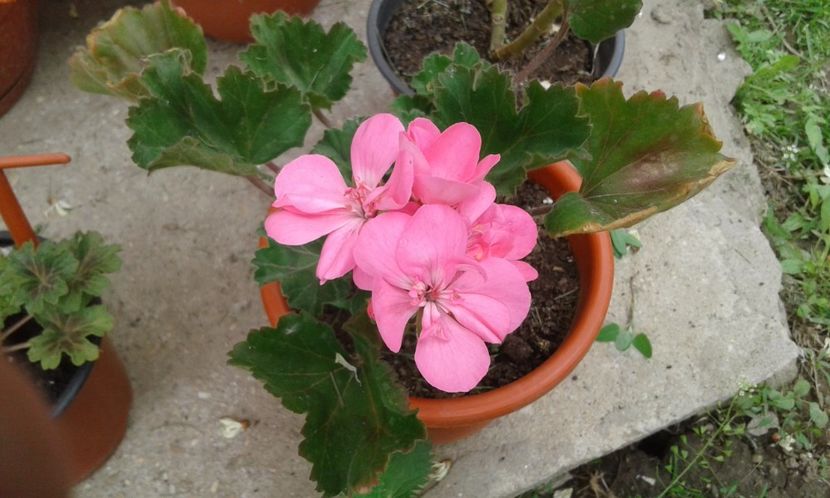 1495020168311-706436598 - 2017