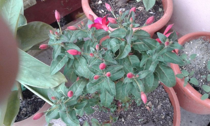 1495020183392-1877097438 - 2017