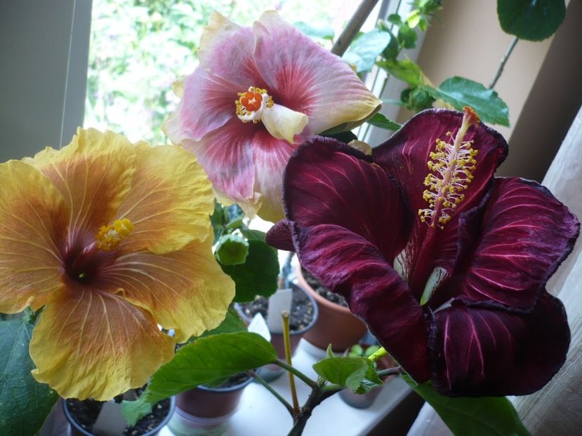 P1320153 - HIBISCUSI 2017-1