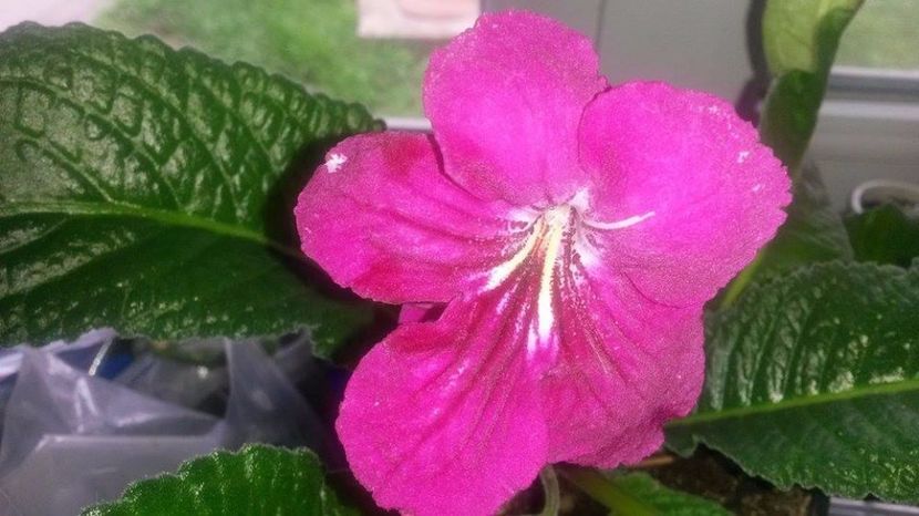  - streptocarpusi 2017