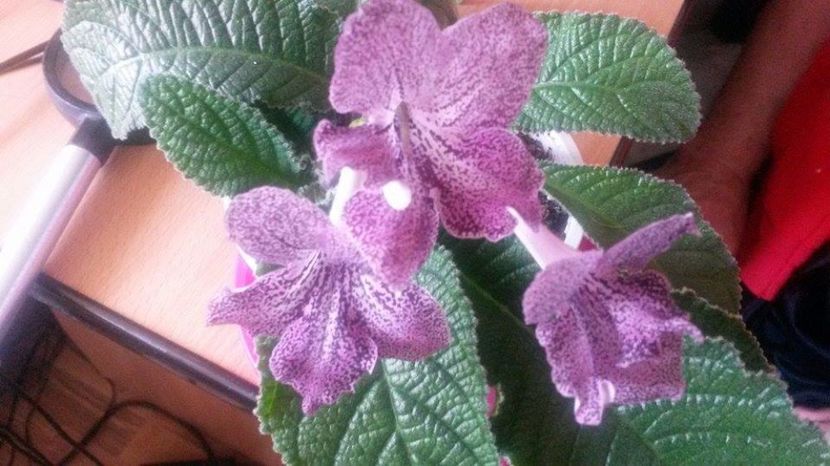  - streptocarpusi 2017