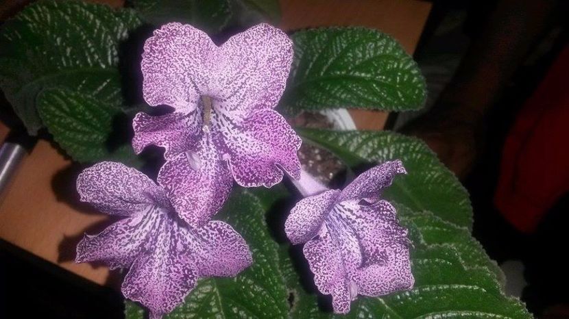  - streptocarpusi 2017