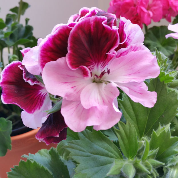  - Muscate 2013 2022