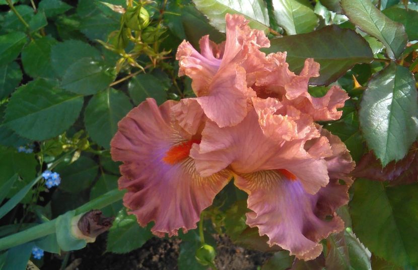 Homebody, prima inflorire, plantat 2016 :)) - 2017 irisi