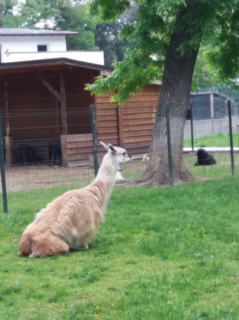  - Grădina zoologică Craiova
