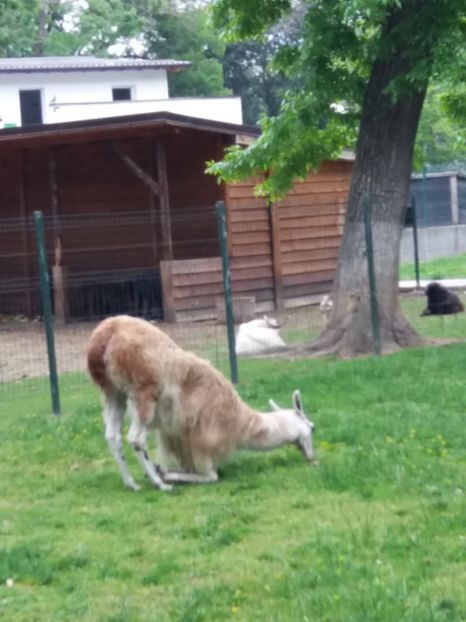  - Grădina zoologică Craiova