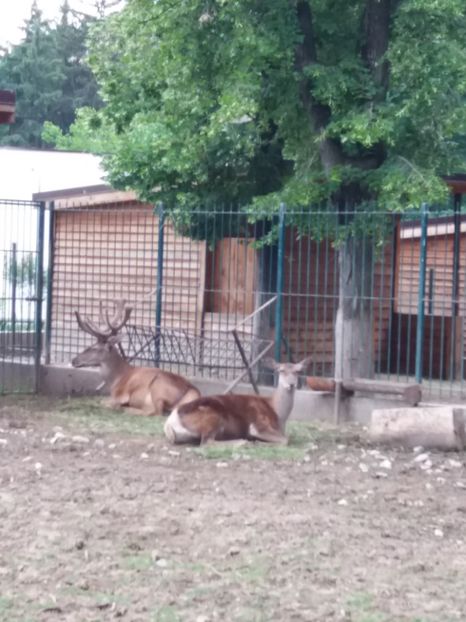  - Grădina zoologică Craiova