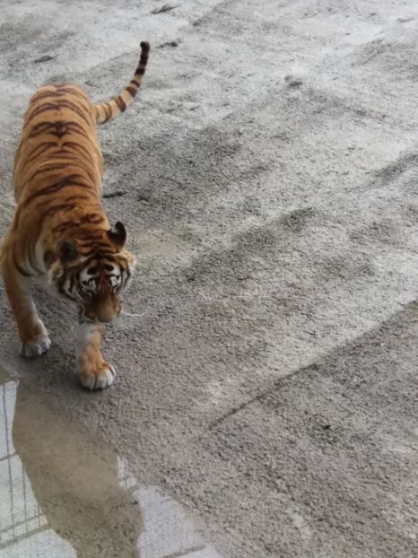  - Grădina zoologică Craiova