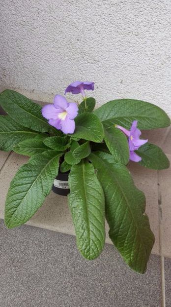  - streptocarpus